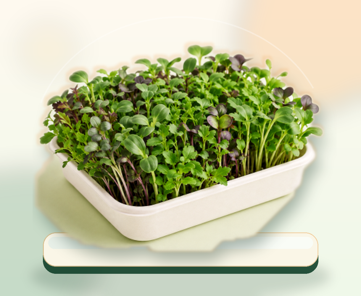 Weekly microgreens subscription tray